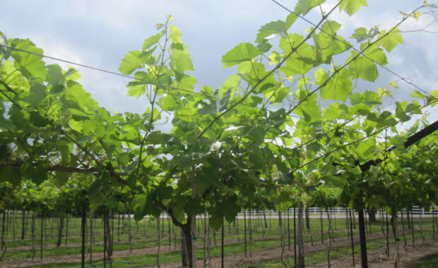 Grapes growing in a vineyard for learning canopy management