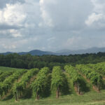 view of vineyard with mountain background