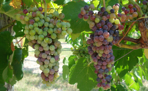 Verasion on vineyard grown grapes