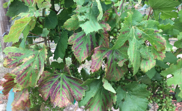 magnesium deficiency in grapevines