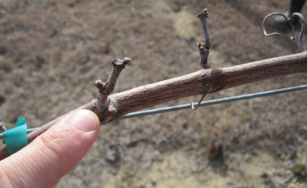 Pruning for strong spurs