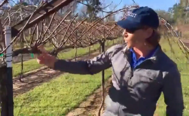 pruning watson trained grapevines