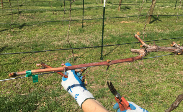 Spur pruning trained grapevines gloved hands with pruning shears