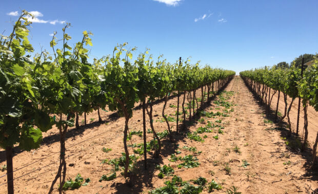 Shoot thinning grapevines