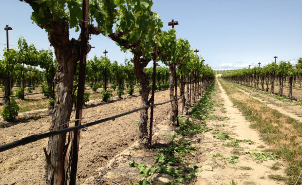 Early season shoot thinning on grapevines
