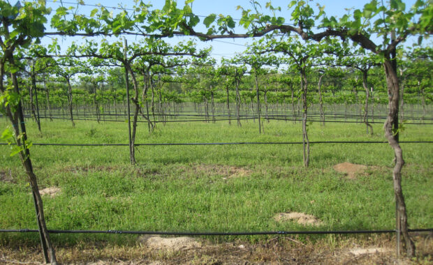 Photo of trellis design using a High Cordon training system with 6 foot vine spacing.