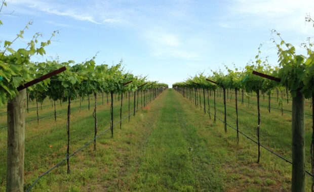 Watson trellis design for grapevines