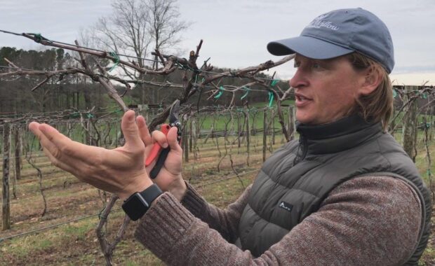 Dormant pruning of wine grapevines with Fritz Westover