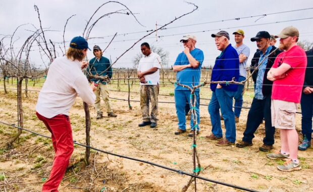 Fritz Westover teaching Virtual Viticulture Members how to prune a grapevine in the field