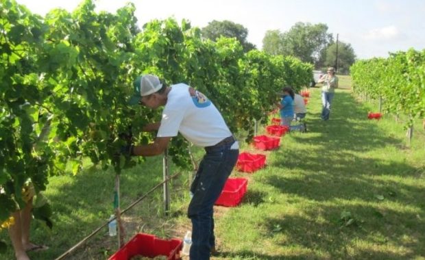 Workers with red buckets working in a vineyard