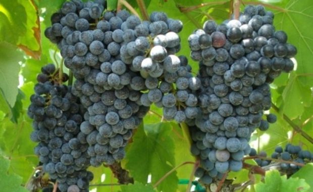 A variety of grapes in a giant bluish clusters on the vine