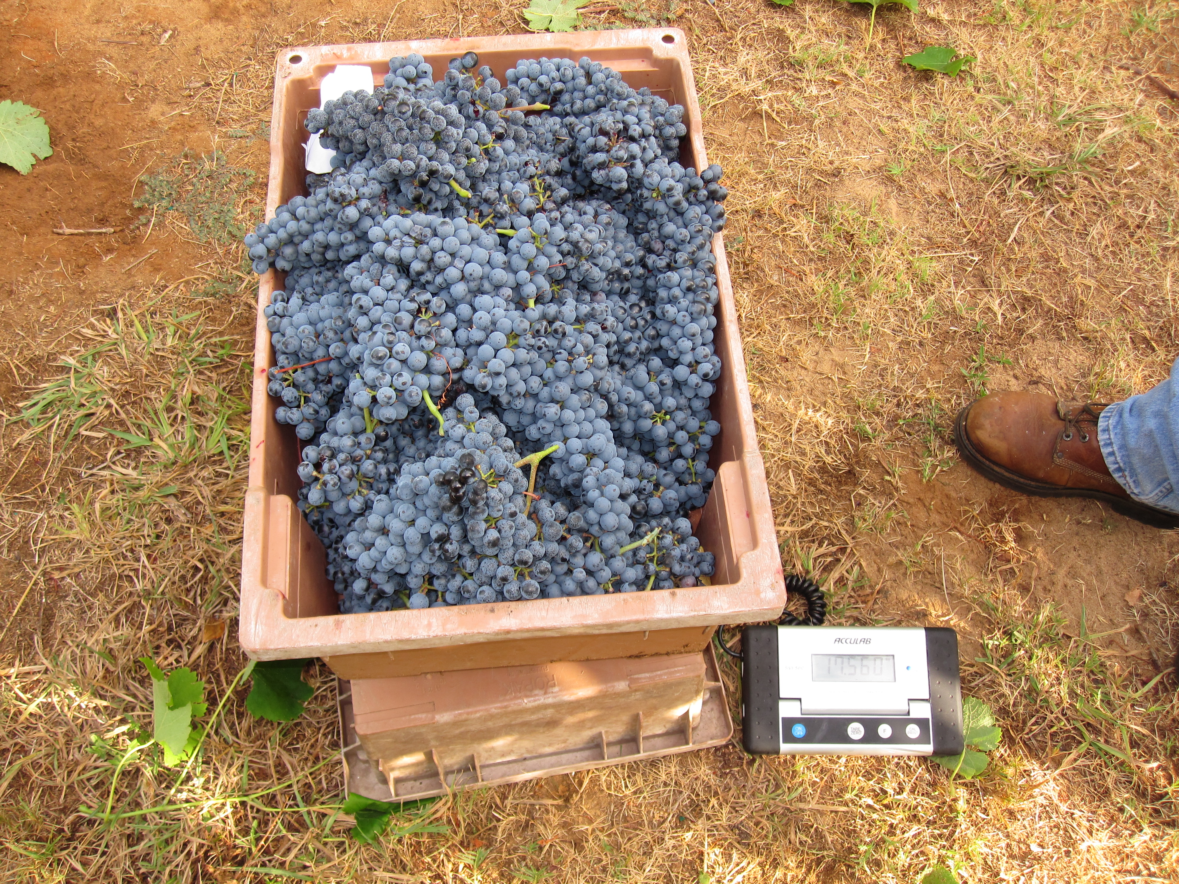 Grapes being weighed