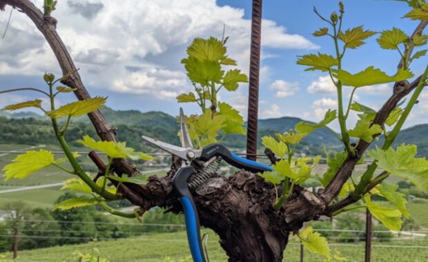 pruning clippers in a grapevine