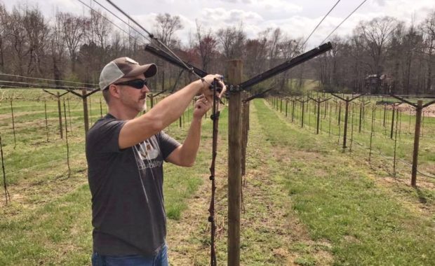 Virtual Viticulture Member cane pruning vertical shoot positioned vines in vineyard