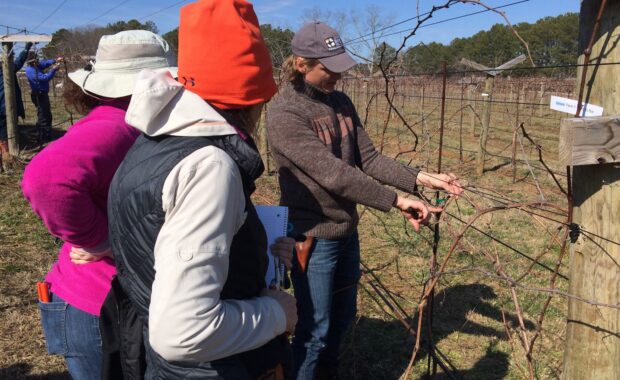 Fritz Westover showing members spur pruning vertical shoot positioned vines and young vine training