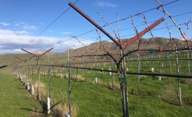 High Cordon Watson trained vines in vineyard with grassy mountains in background