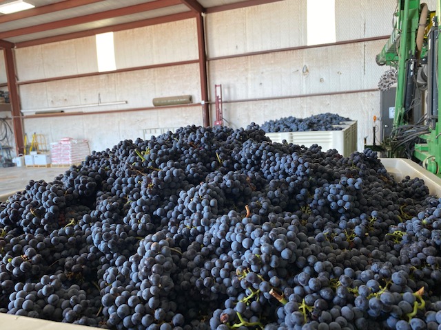 Harvested Grapes