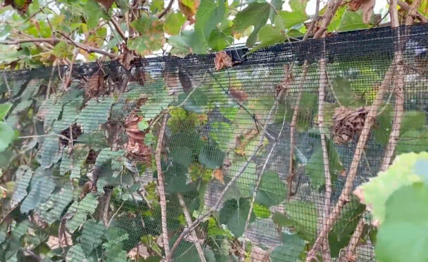 Hail and Bird Netting to protect wine grapes in vineyard