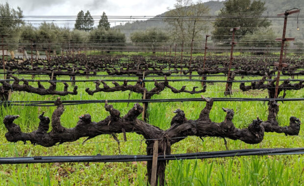 Spur pruning on grapevines
