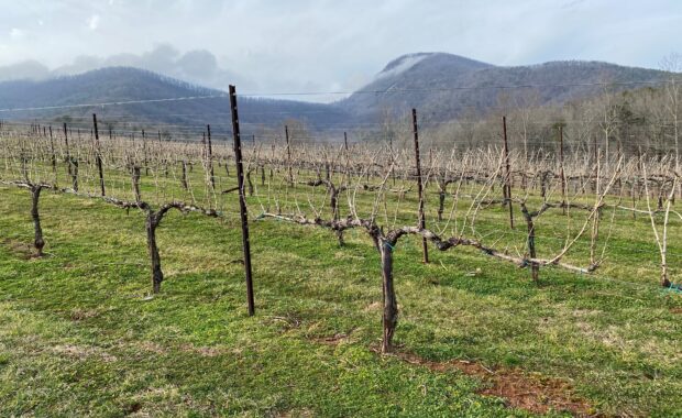 Spur pruned grapevines in Georgia