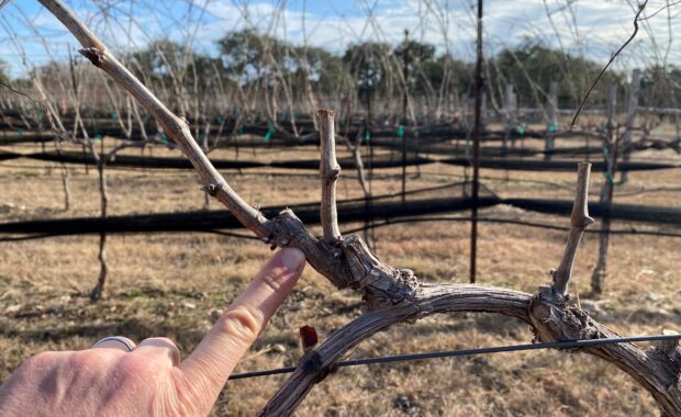 Spur pruned grapevine in Illinois