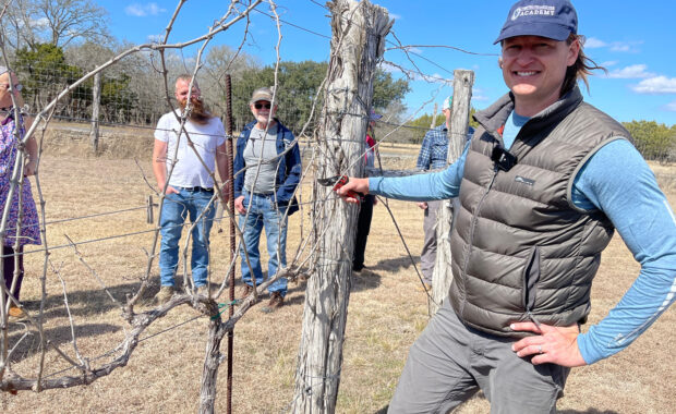 spur pruned grapevine field course with Fritz Westover