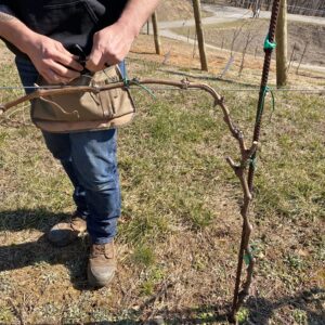 Healthy Pruning Refresher Course*