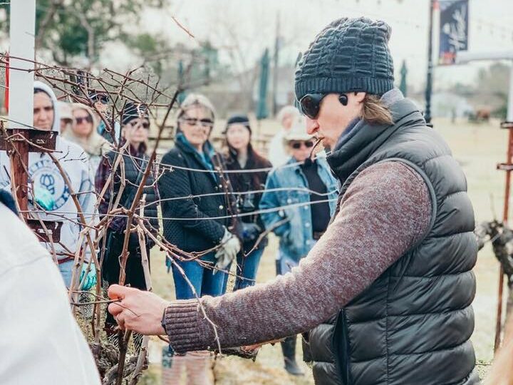 Hands-on grapevine pruning workshop