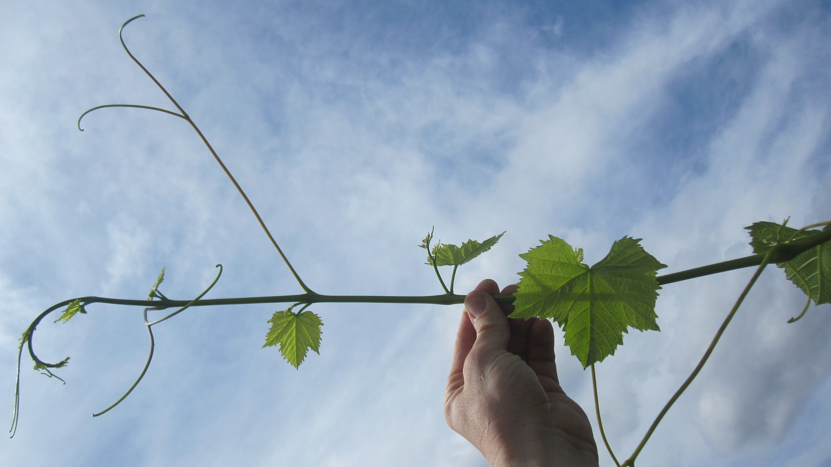 grapevine with hand and sky
